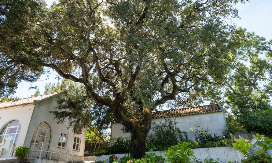quercus