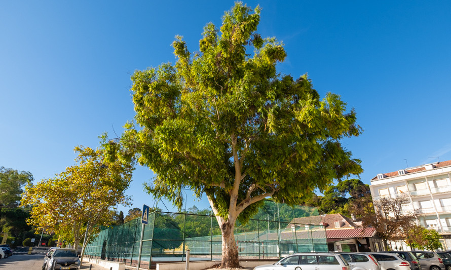 Eucalyptus camaldulensis