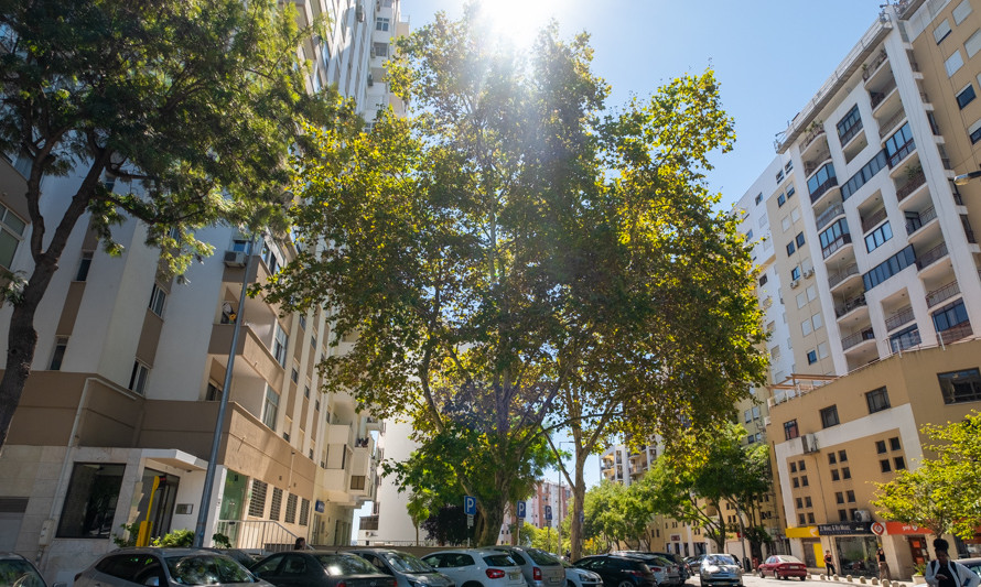 Platanus hybrida