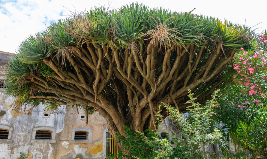 Dracaena draco