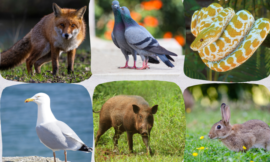 Ação de sensibilização - Animais Urbanos