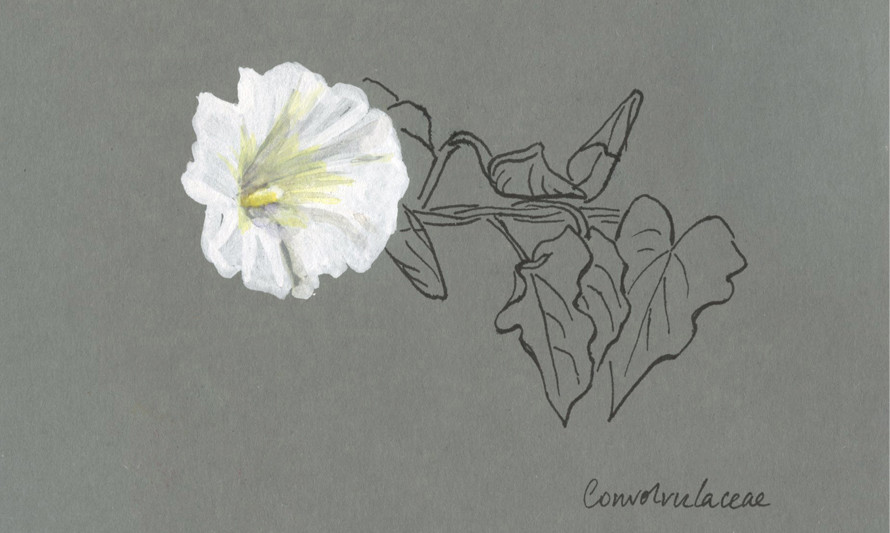 Desenho de uma flor a branco sobre papel cinzento