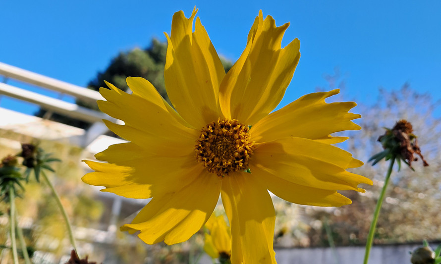 Fotografia de flor amarela em grande plano
