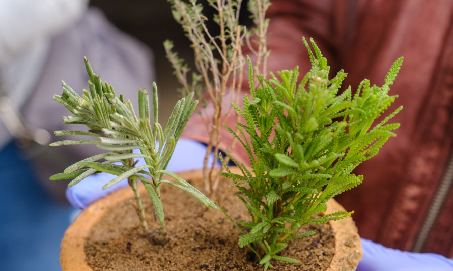 Plantação Aromáticas
