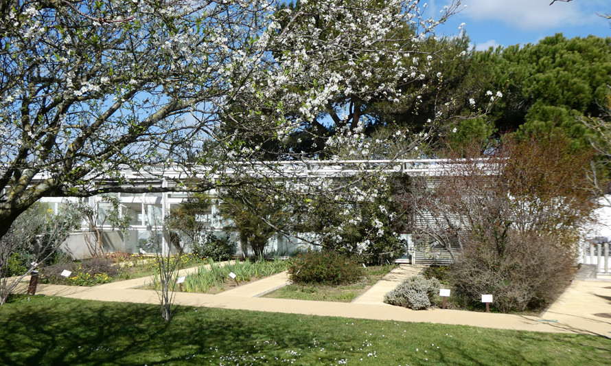 Árvores em flor no Jardim Botânico da Casa da Cerca
