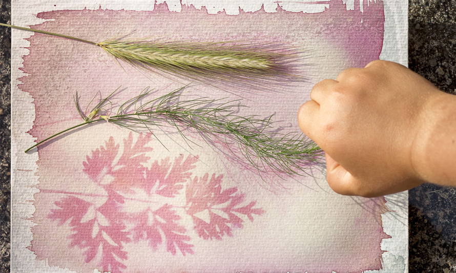 Plantas em cianotipia
