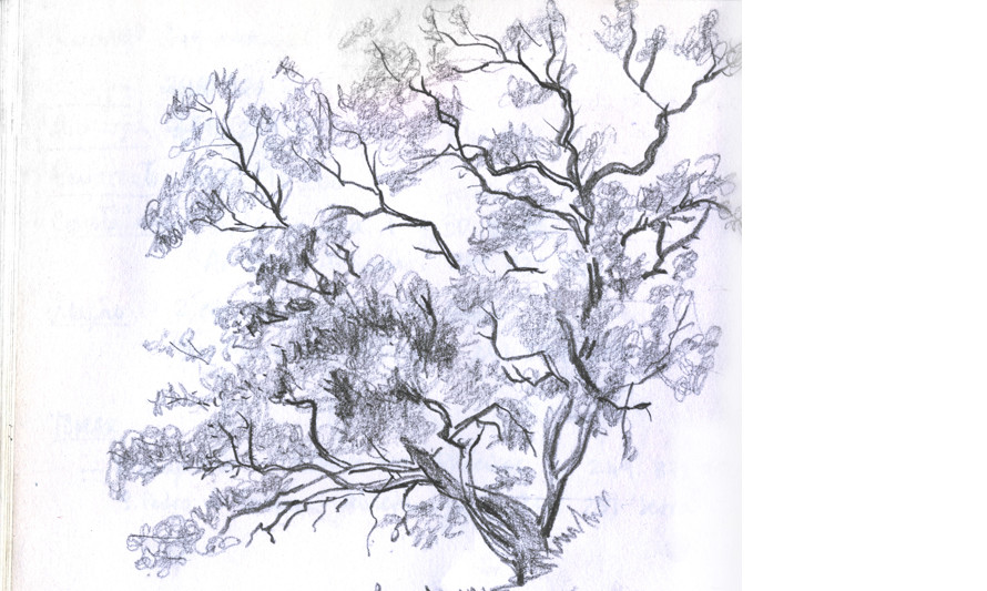 Desenho no Jardim (desenho de Sara Simões - pormenor)