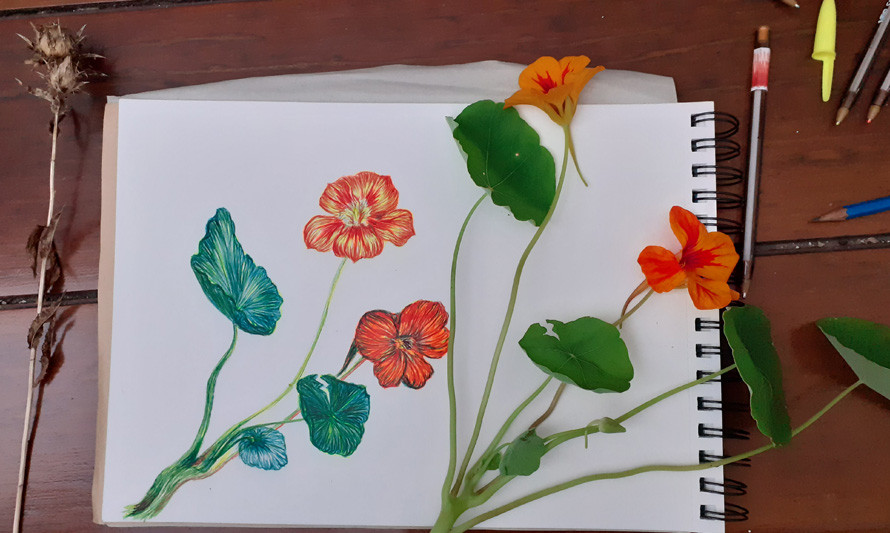 Desenho colorido de chagas (flores)