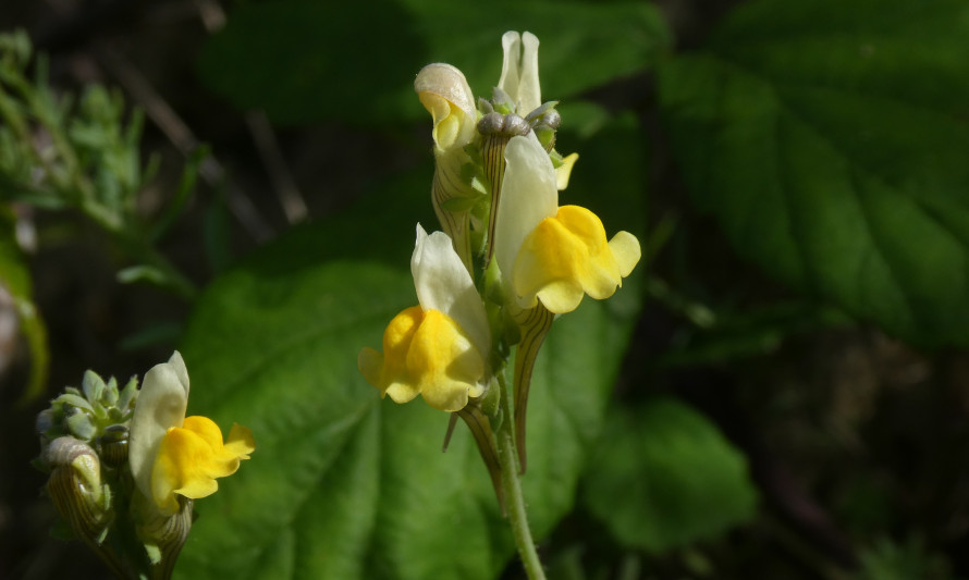 Linaria almadensis © João Farminhão