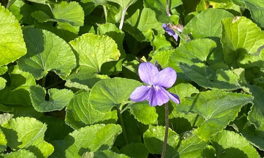 Visita a'O Chão das Artes - Jardim Botânico (foto de violeta em flor)
