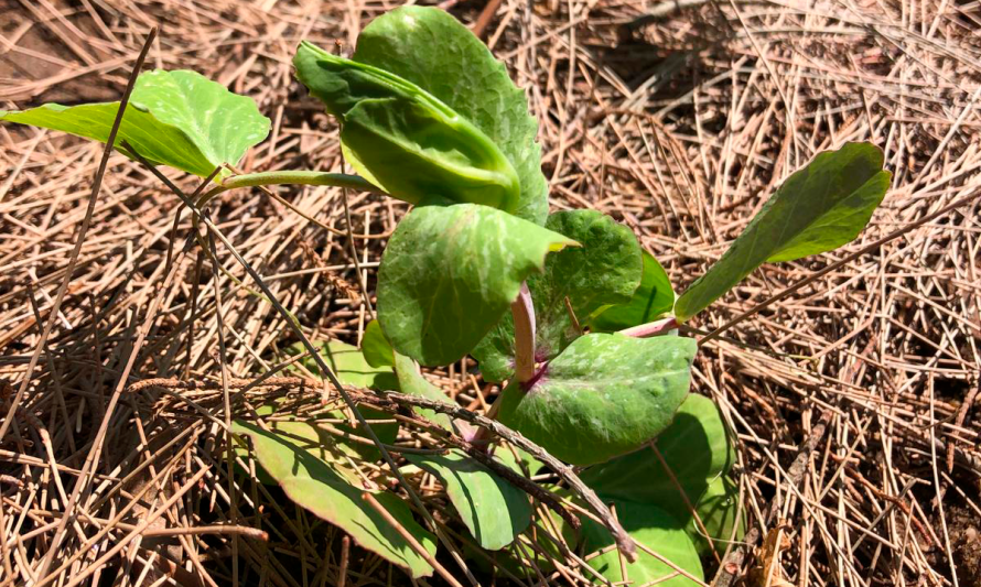 Workshop "Horta de Inverno"