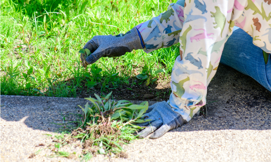 Mãos de uma pessoa a mondar as ervas de um canteiro