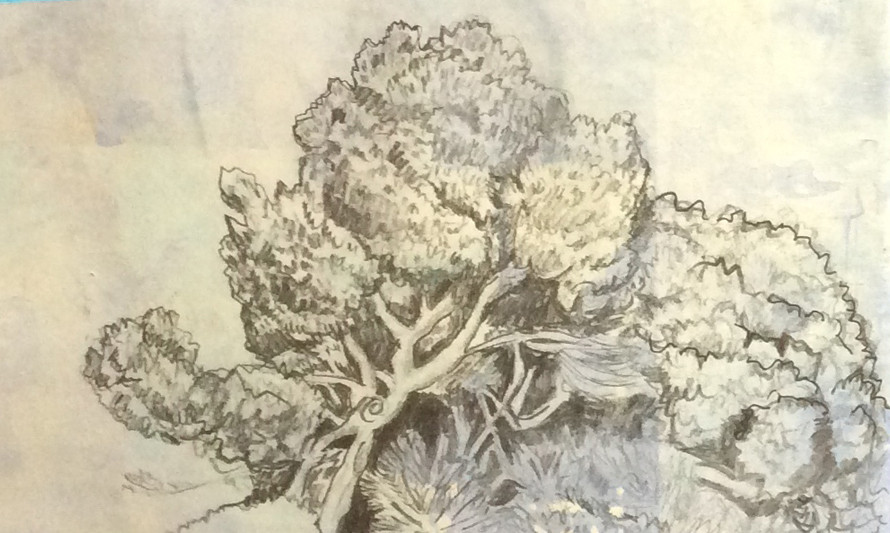 Desenho a grafite de uma árvore