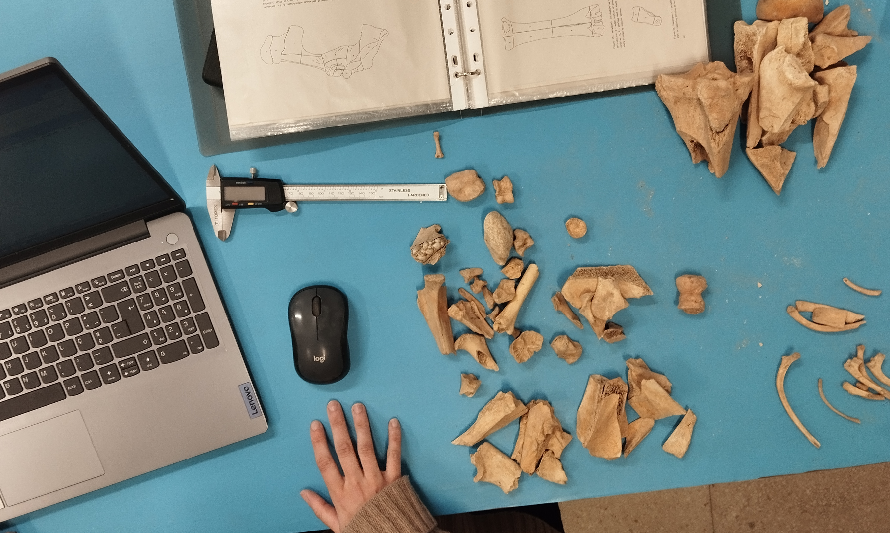 OFICINA_ARQUEOZOOLOGIA_DIMS_ABRIL_2026