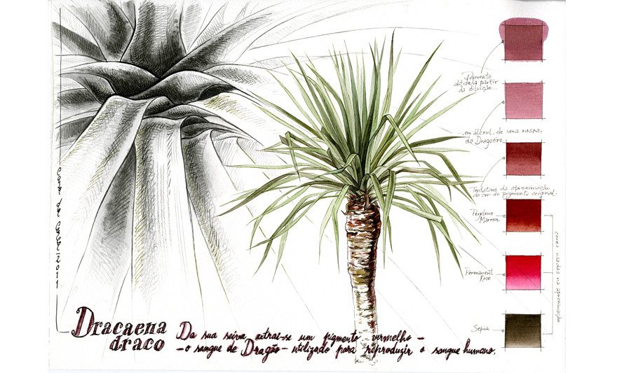 Desenho de um dragoeiro