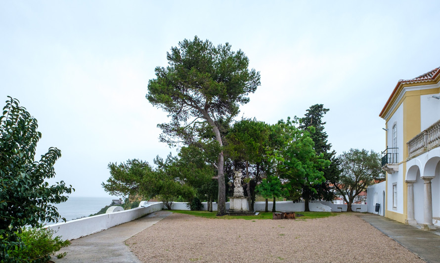 Pinus halepensis 