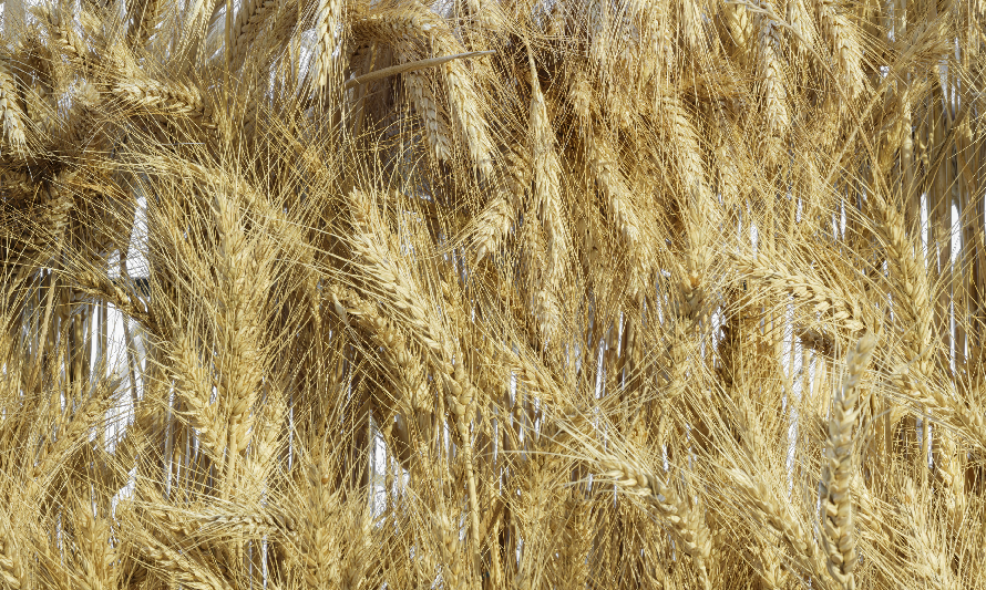 SEARA_PAO_NOSSO_MARCO_2026