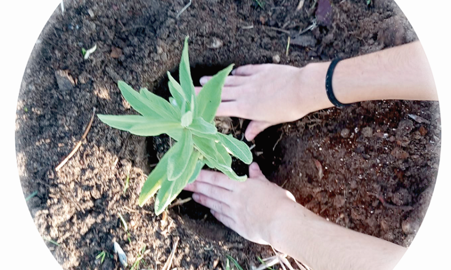 semear, plantar e trocar