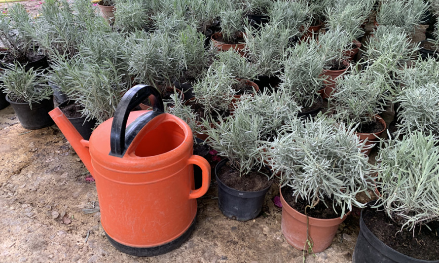 Workshop "Um Jardim de Aromáticas"