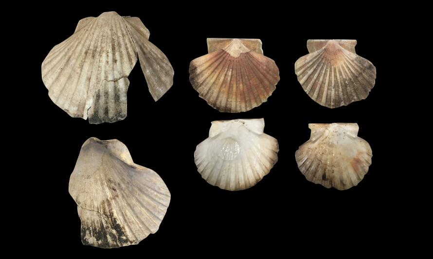 OFICINA_ARQUEOZOOLOGIA_ABR_2026