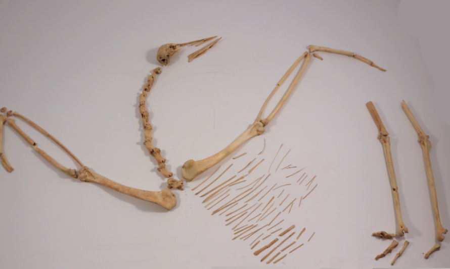 OFICINA_ARQUEOZOOLOGIA_ABR_2026