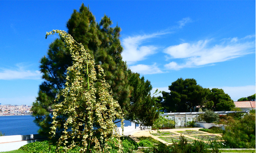 Visita a'O Chão das Artes - Jardim Botânico