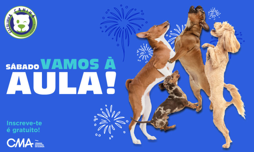 escolinha canina