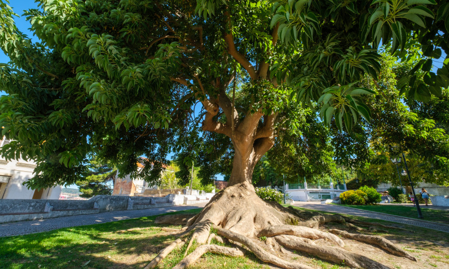 Bela-Sombra, Jardim do Castelo - Almada