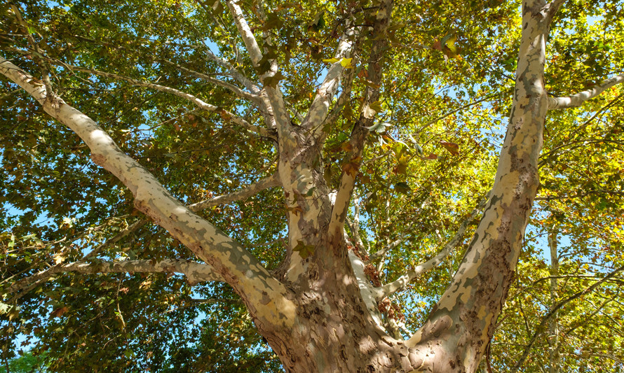 Plátano (Platanus x hybrida)