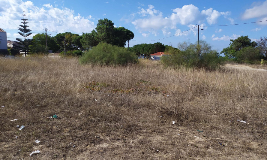 Imagem representativa de Lira. Cobertura vegetal do local e consequentes más condições de visibilidade (2021).