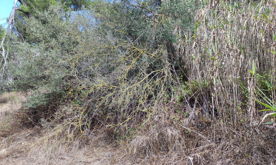 Imagem representativa de Palença de Baixo. Eventual estrutura camuflada por barreira densa vegetação (2022).