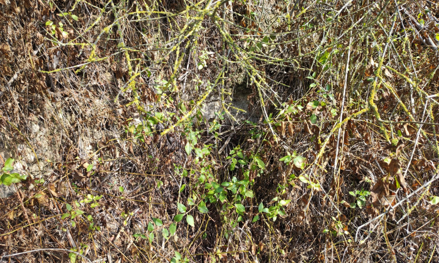 Imagem representativa de Palença de Baixo. Eventual estrutura camuflada por barreira densa vegetação (2022).