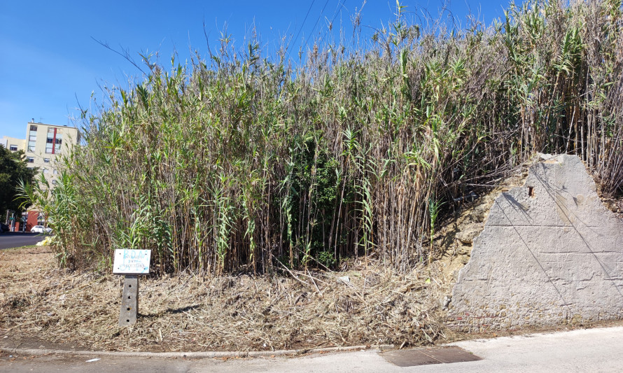 Imagem representativa de Quinta de S. Miguel. Lote de terreno remanescente ocupado por denso canavial (2022).