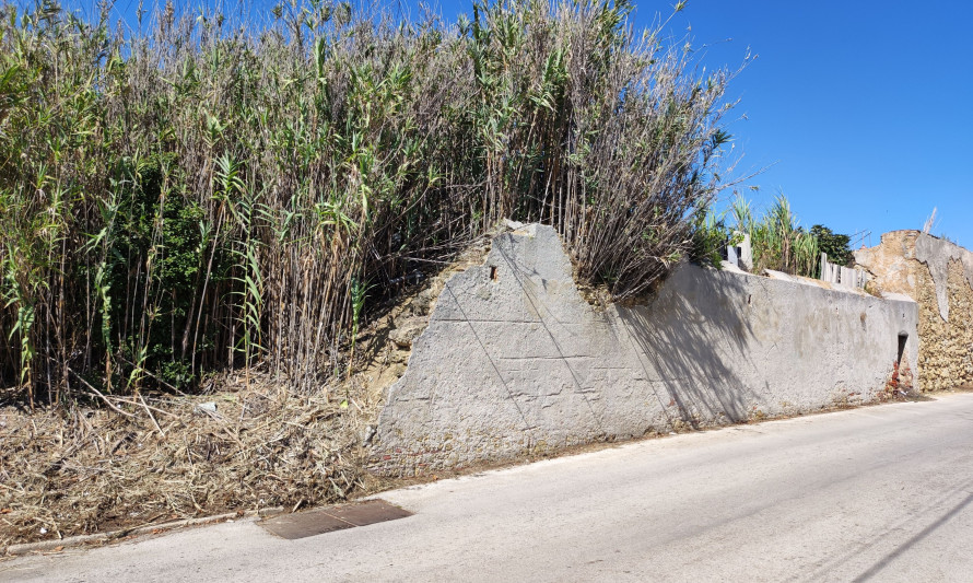 Imagem representativa de Quinta de S. Miguel. Lote de terreno remanescente ocupado por denso canavial (2022).