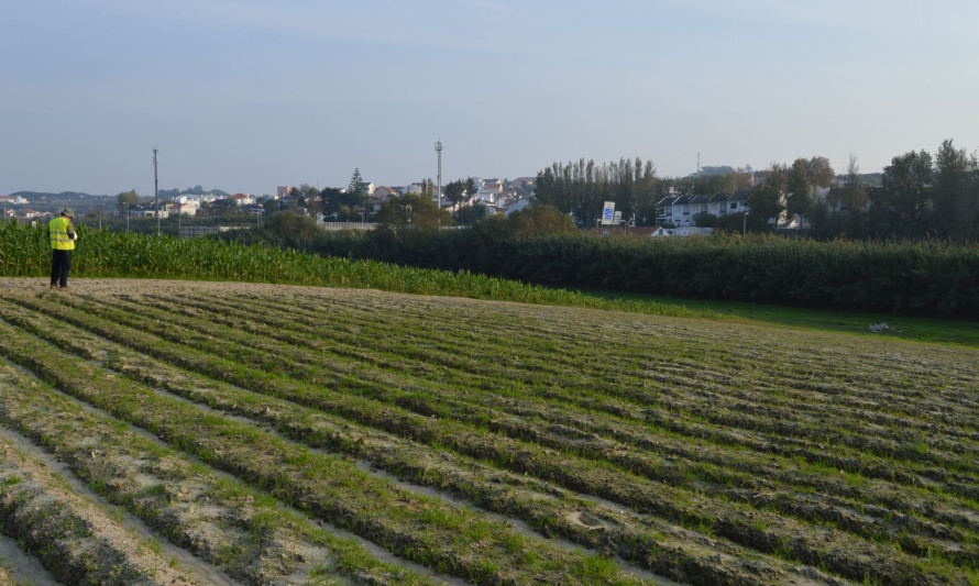 Imagem representativa de Quinta da Virgem Macarena 2. Fase de trabalho e registo de campo.