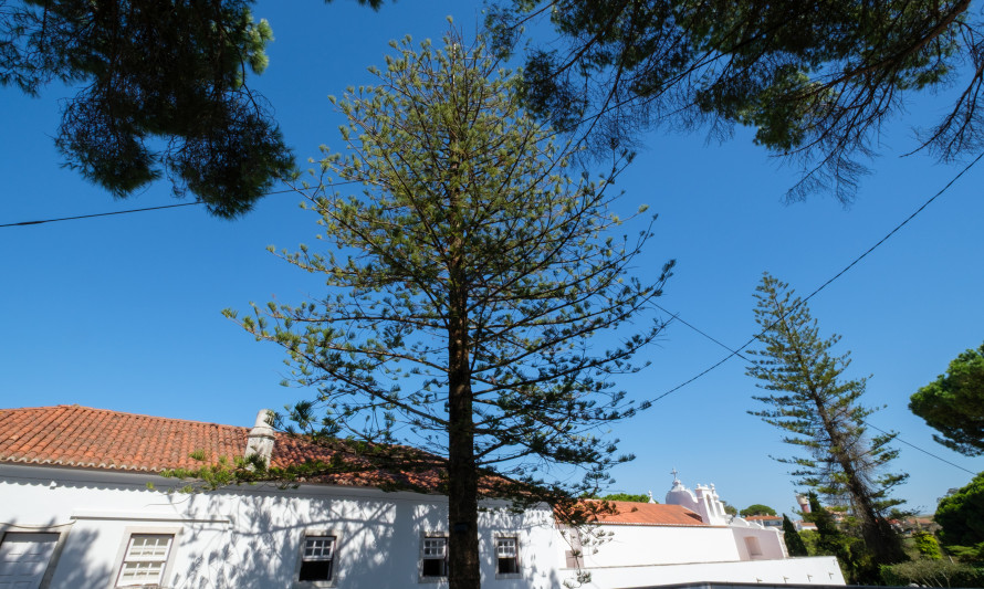 Pinheiro de Norfolk - Convento dos Capuchos