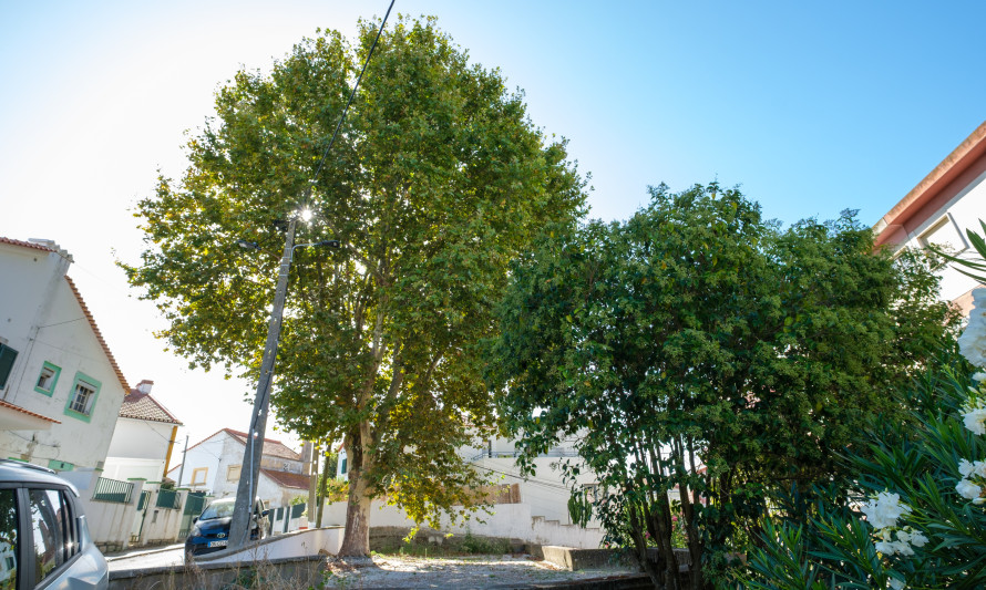 Plátano, Rua Alcácer Ceguer | Cova da Piedade