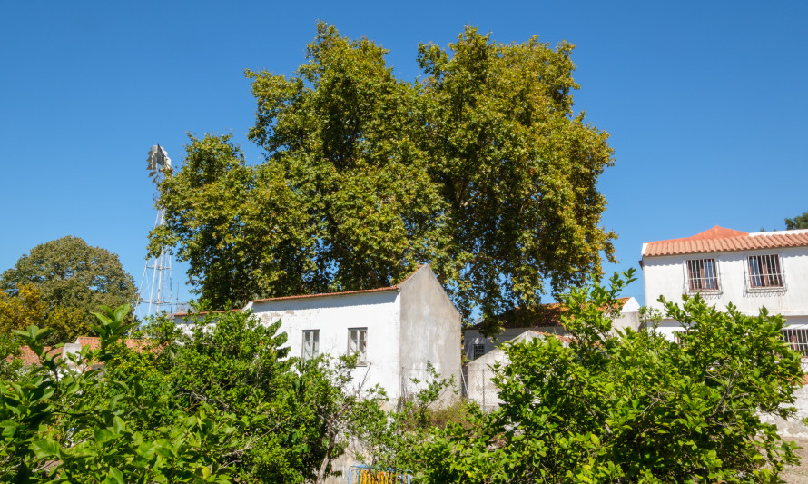 Plátano, Solar dos Zagallos - Sobreda