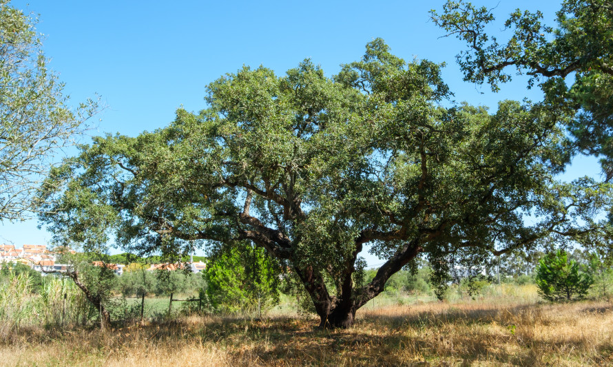 Sobreiro, Quinta dos Porfírios - Sobreda