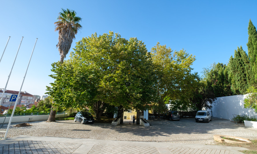 Tília tomentosa, Casa da Cerca - Almada
