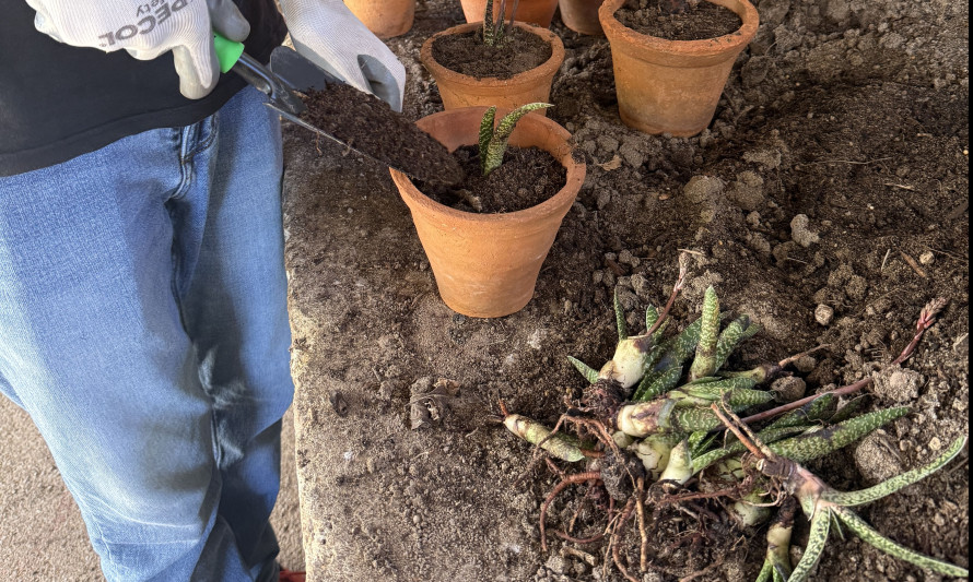 Envasamento de Plantas