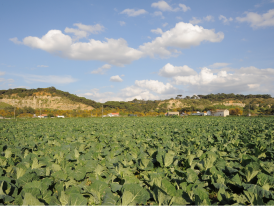 Agricultura e Hortas Urbanas_Câmara Municipal de Almada