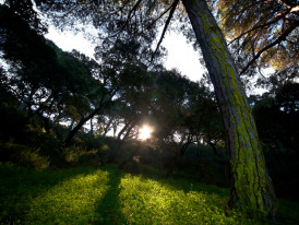 Restauro Ecológico de Ecossistemas_Câmara Municipal de Almada