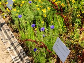 Visitas temáticas no Jardim - Plantas Tintureiras (fotografia de Anabela Luís)