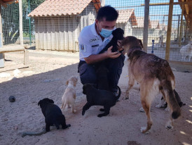 Provedor do animais em ação 