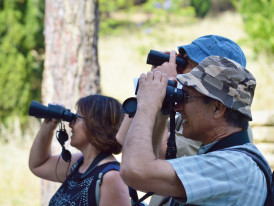 Observação de Aves no Parque da Paz