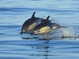 Golfinhos-comuns