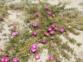 Remoção de Espécies exóticas 