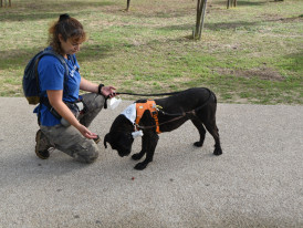 Almada, Animais, Voluntariado, Abrigo dos Animais