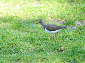 Almada, Ambiente, Natureza, Percursos, Visitas